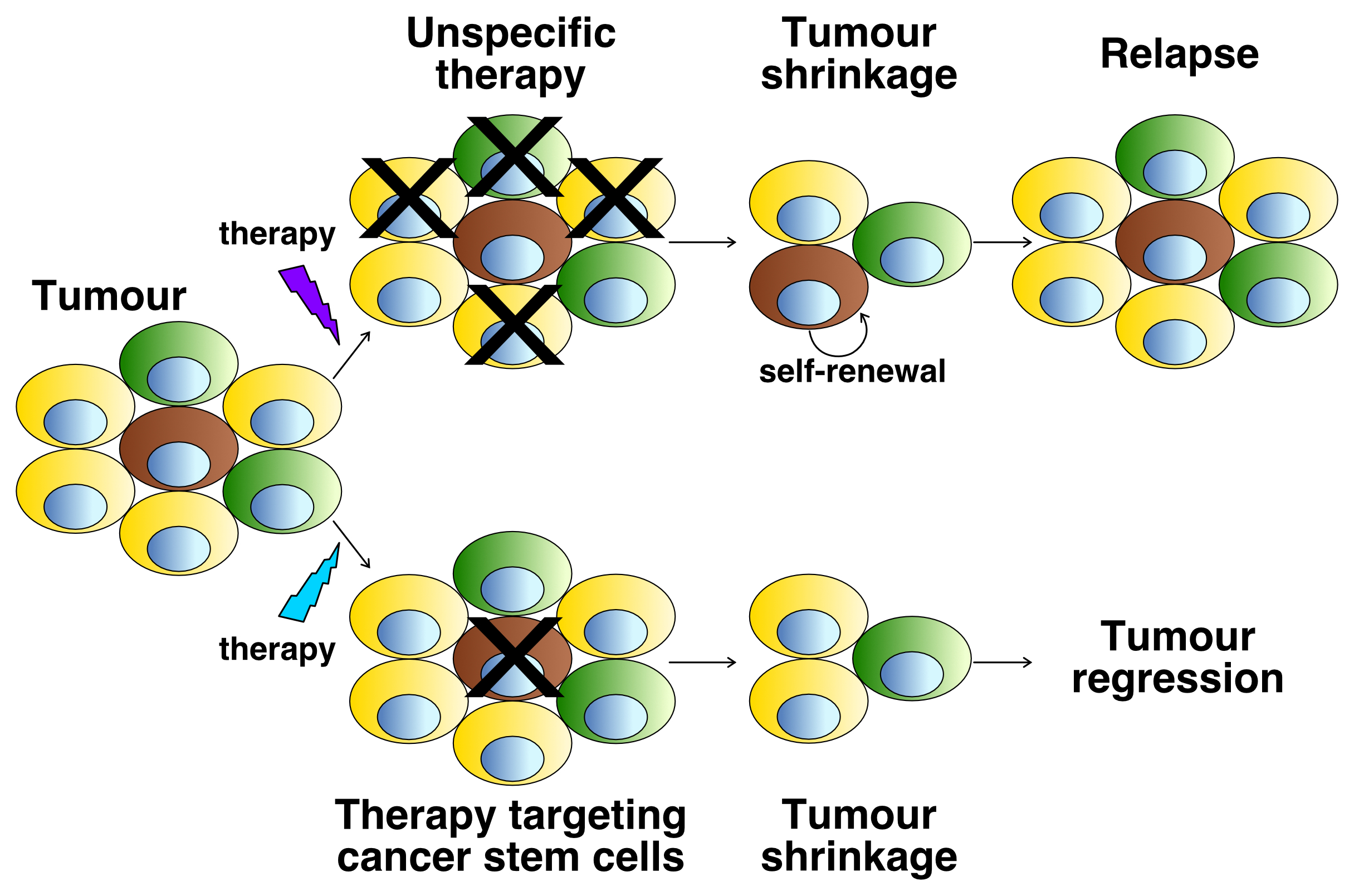 Cancer cell division and growth inhibition.