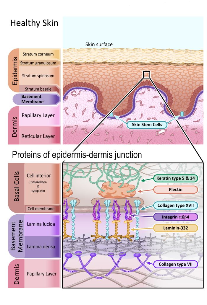 Diagram of healthy skin