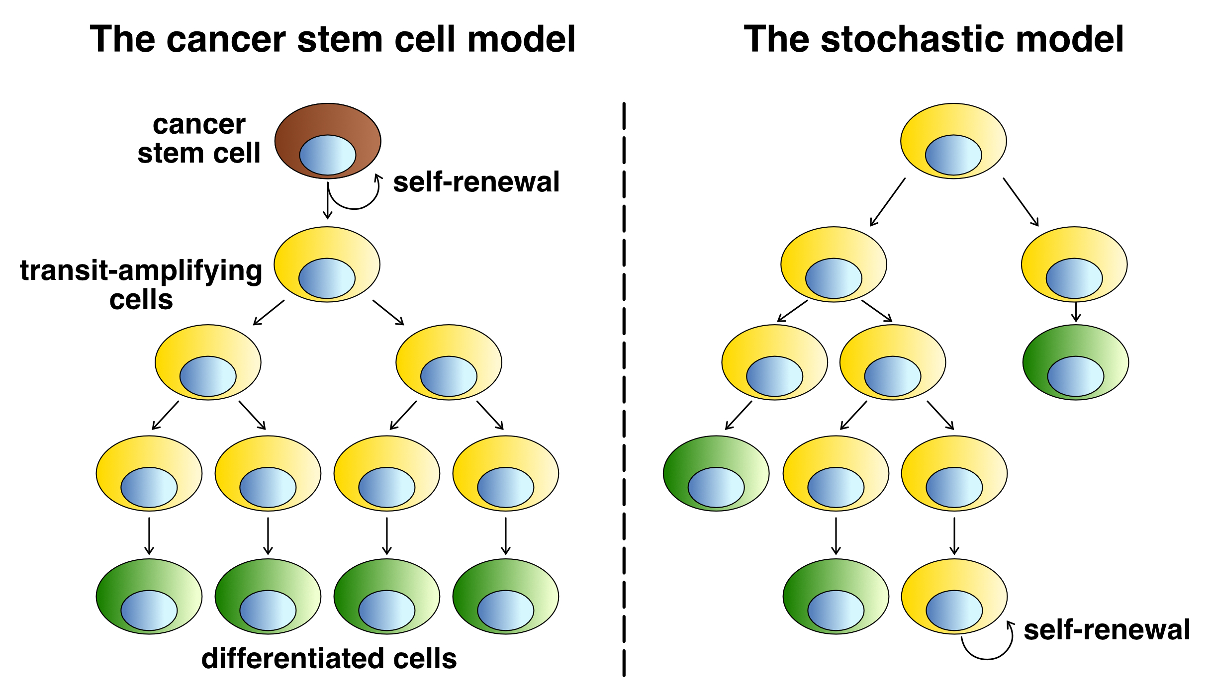 Cancer theories: The cancer stem cell theory suggests a clear hierarchy of cells within a tumour. The stochastic model says that tumour growth is a random process to which all cells can contribute.