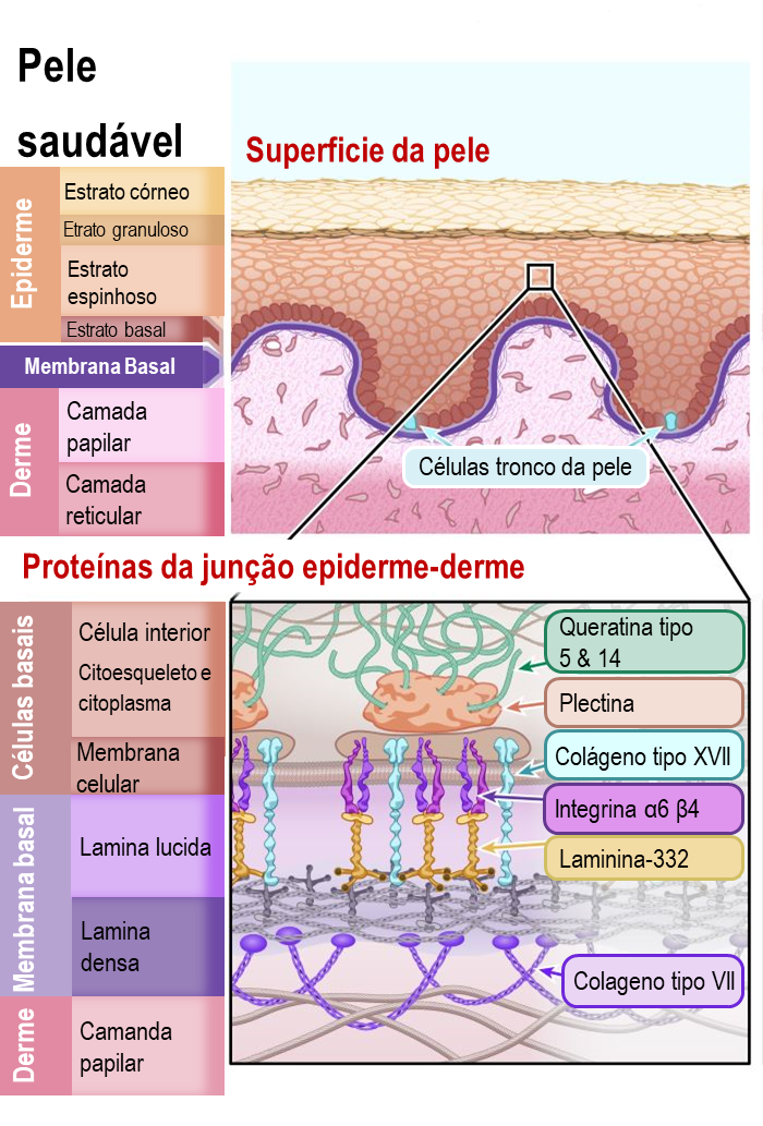 Diagram of healthy skin