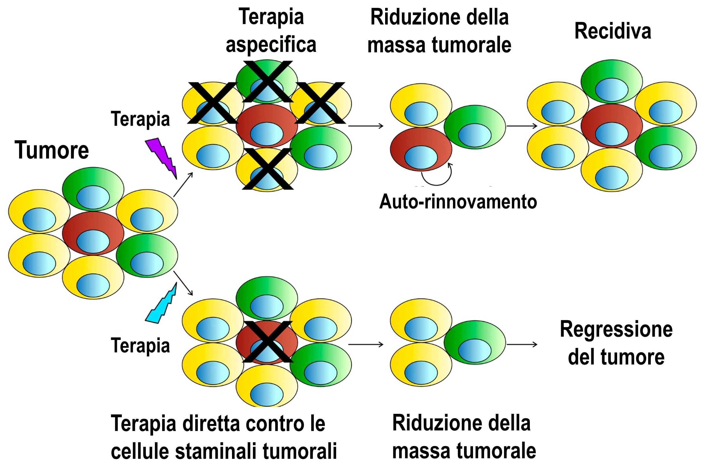 Cancer cell division and growth inhibition.