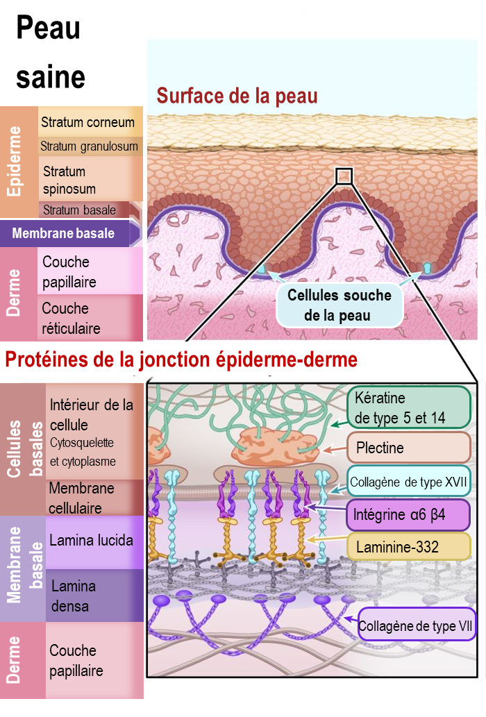 Diagram of healthy skin