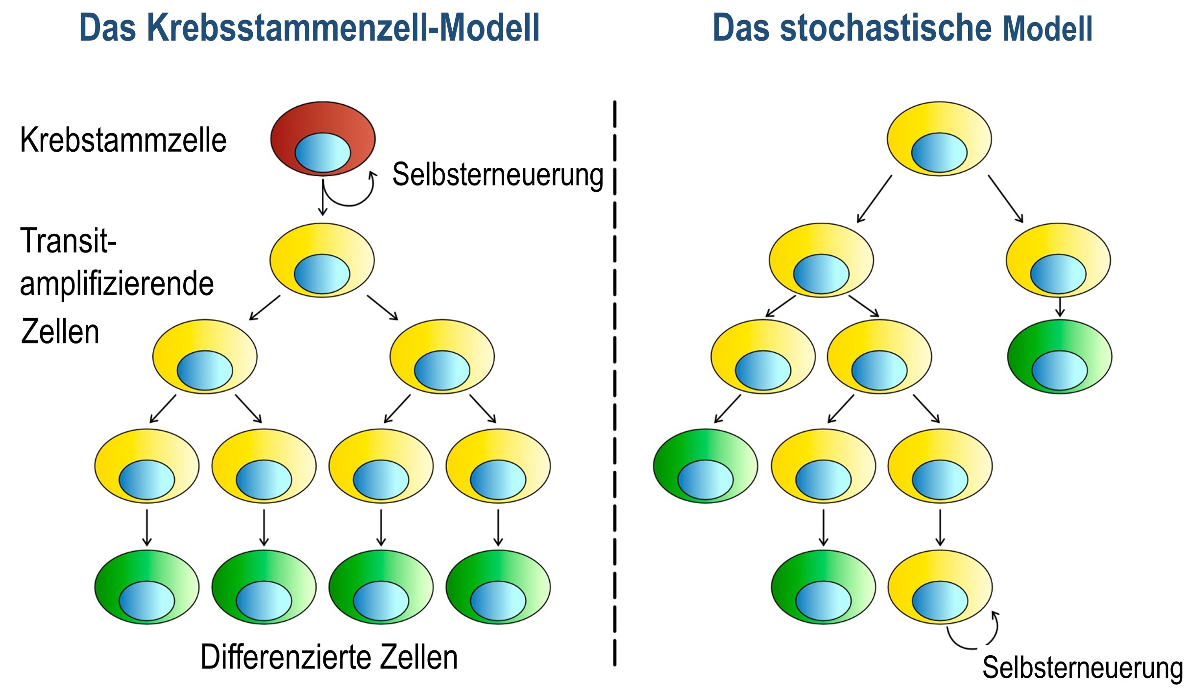 Cancer theories: The cancer stem cell theory suggests a clear hierarchy of cells within a tumour. The stochastic model says that tumour growth is a random process to which all cells can contribute.