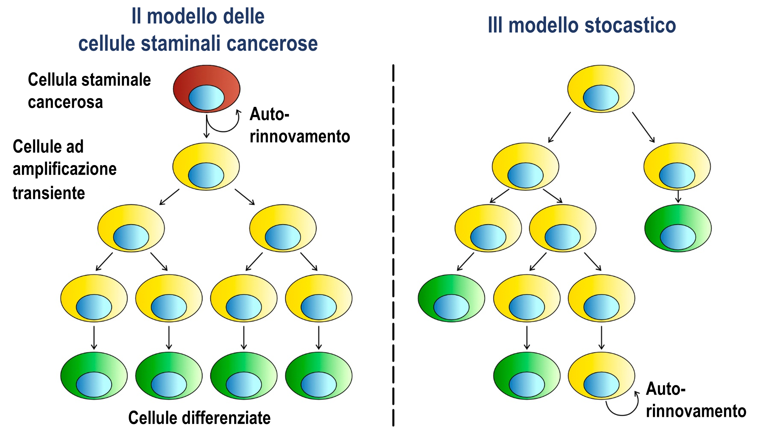 Cancer theories: The cancer stem cell theory suggests a clear hierarchy of cells within a tumour. The stochastic model says that tumour growth is a random process to which all cells can contribute.