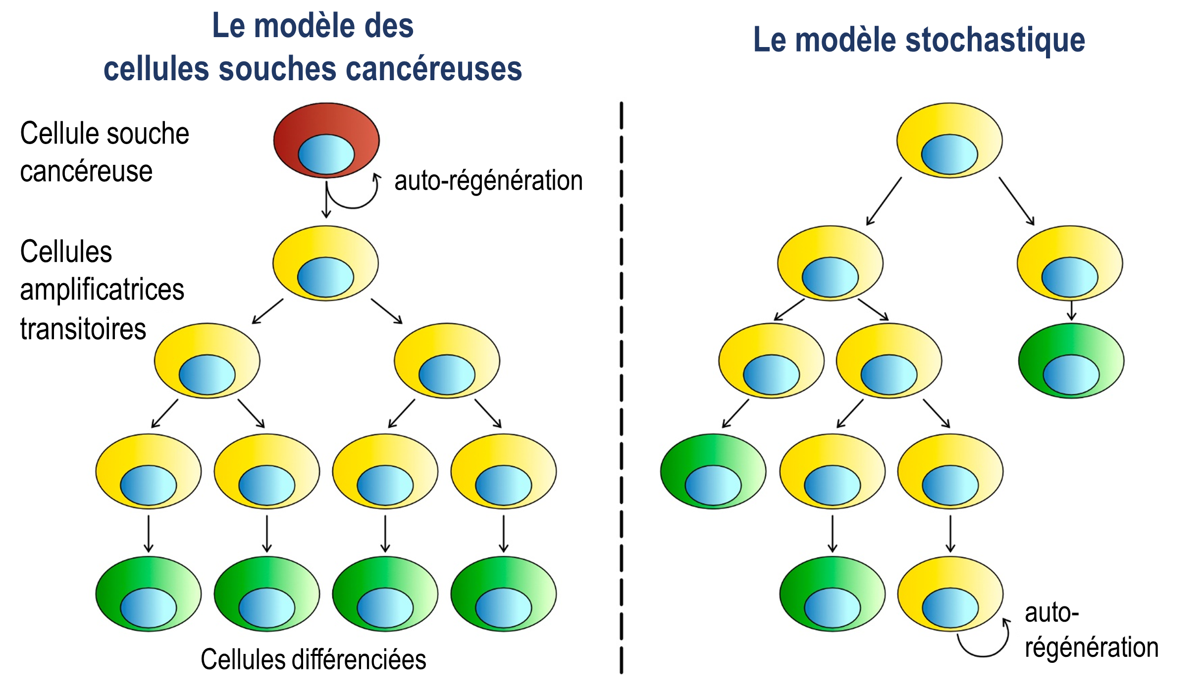 Cancer theories: The cancer stem cell theory suggests a clear hierarchy of cells within a tumour. The stochastic model says that tumour growth is a random process to which all cells can contribute.