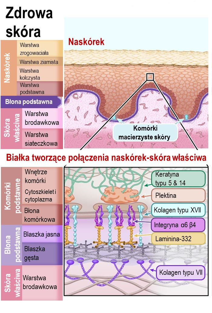 Diagram of healthy skin