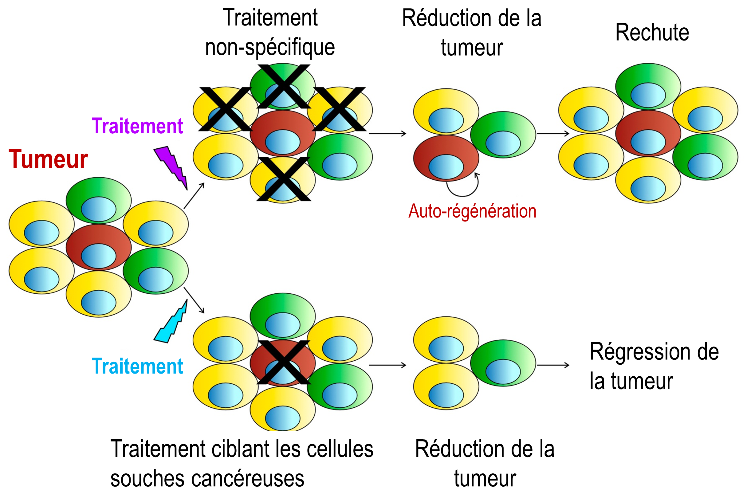 Cancer cell division and growth inhibition.