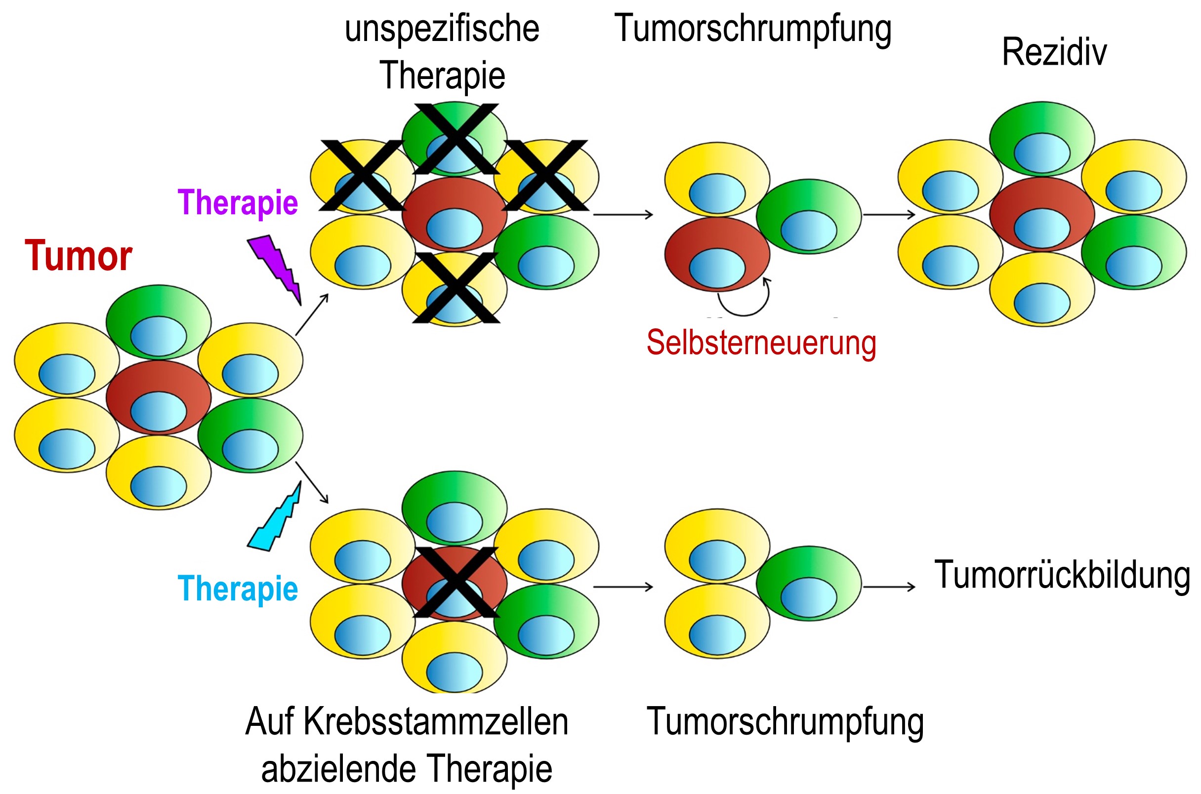 Cancer cell division and growth inhibition.