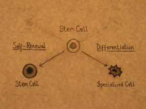 Hand-drawn diagram showing stem celll differentiation and renewal