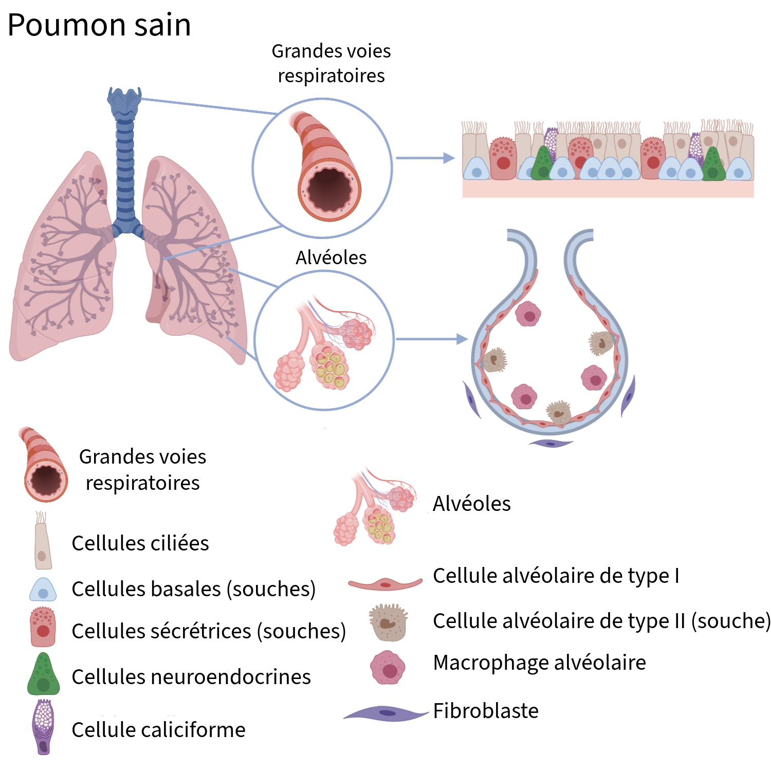 Les cellules souches pulmonaires dans la santé, la réparation et la ...