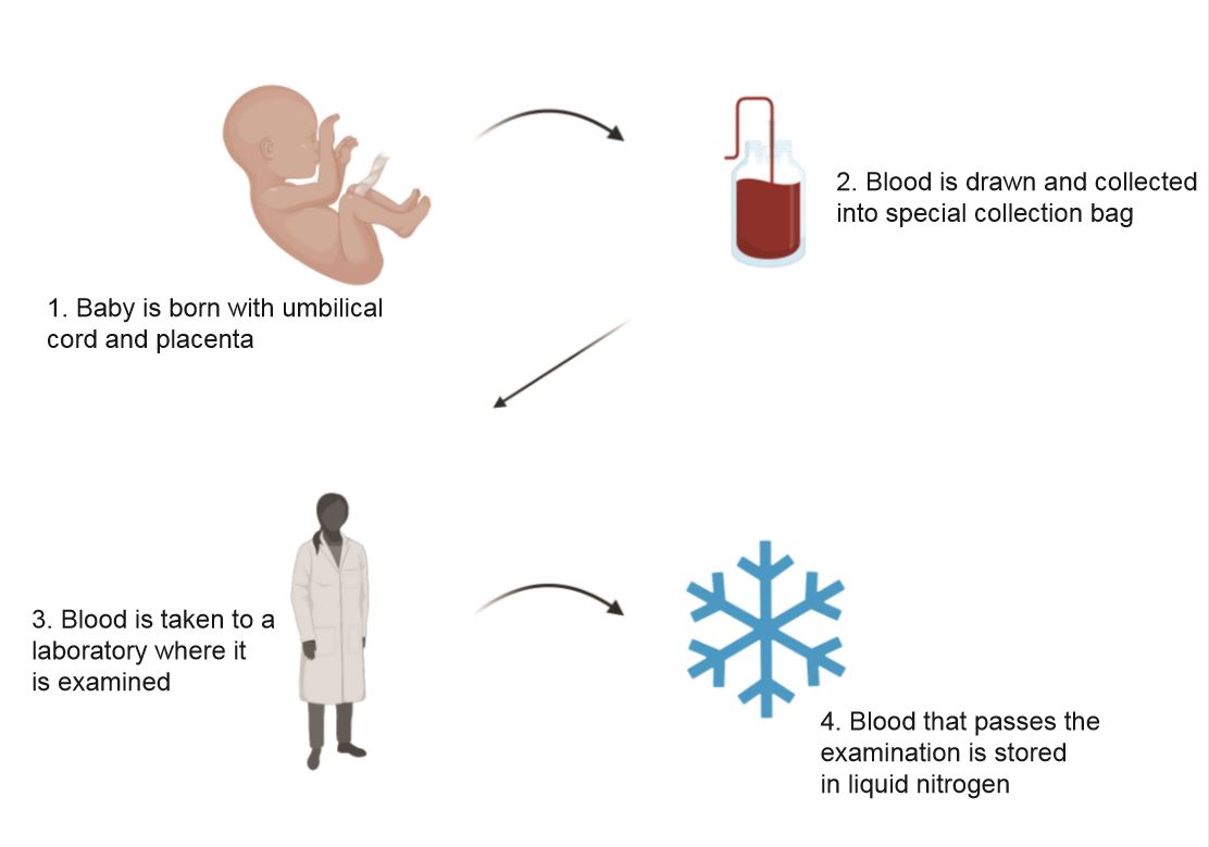 Image showing the cord blood collection process. Image 1: cartoon of a newborn baby captioned "Baby is born with umbilical cord and placenta". Image 2: Cartoon of medical bag containing blood, captioned "Blood is drawn and collected into special collection bag." Image 3: Cartoon of a person wearing a white lab coat, captioned "Blood is taken to a laboratory where it is examined." Image 4: Cartoon of a snowflake captioned "Blood that passes the examination is stored in liquid nitrogen."