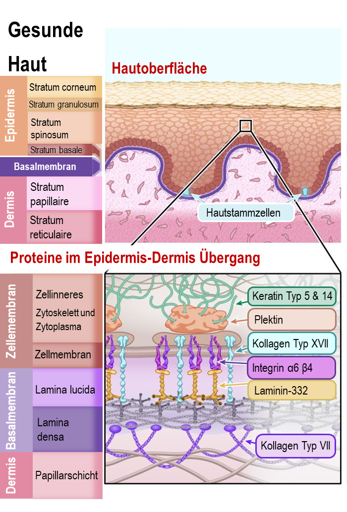 Diagram of healthy skin