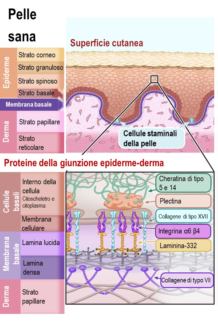 Schema di pelle sana