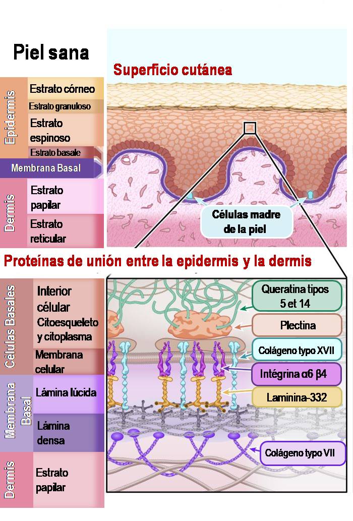 Ilustración 1: piel sana
