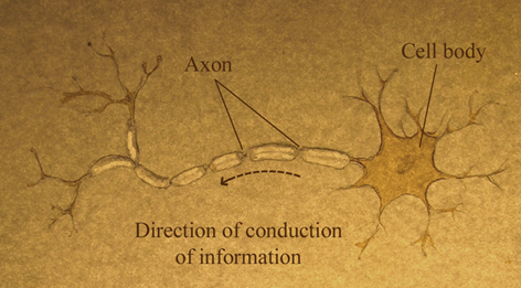 Diagram of neuron, showing cell body, axon, and direction of information travel