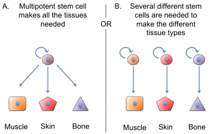 Multipotent or tissue-specific stem cells