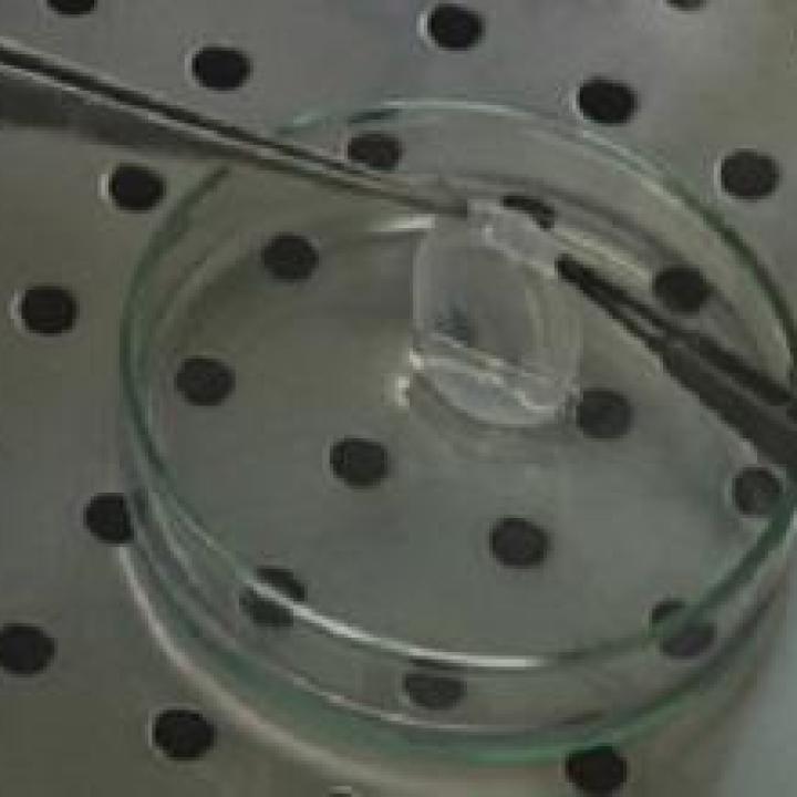 Close-up photograph of a transparent, membranous material in a petri dish being lifted using tweezers