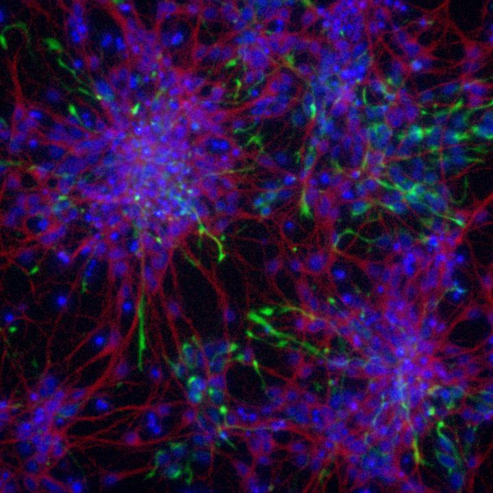 Neuroni coltivati a partire da cellule staminali embrionali.