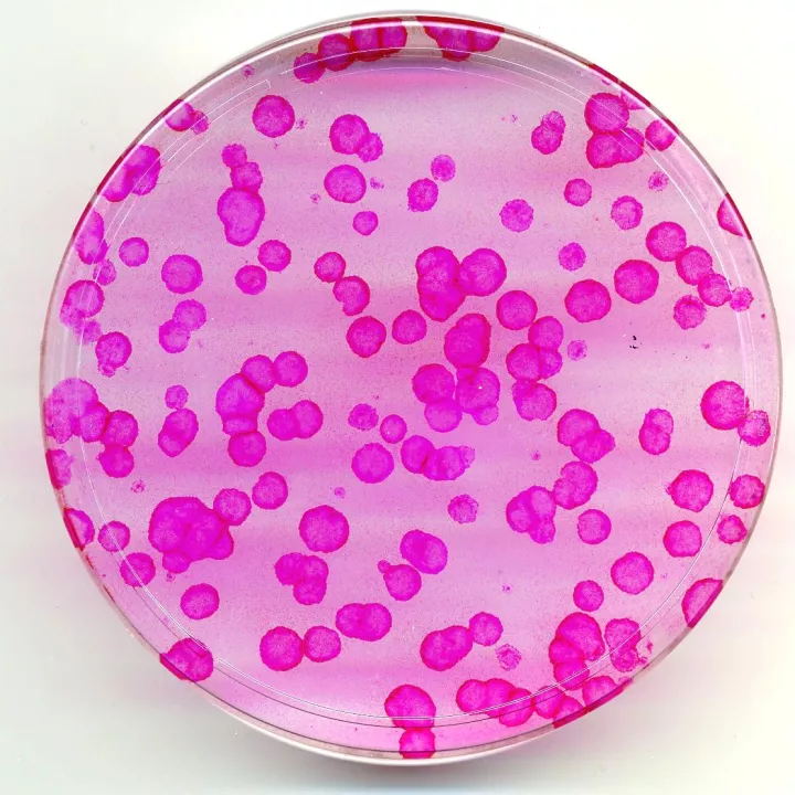 Cellules souches de la peau: où se trouvent-elles et que peuvent-elles faire?
