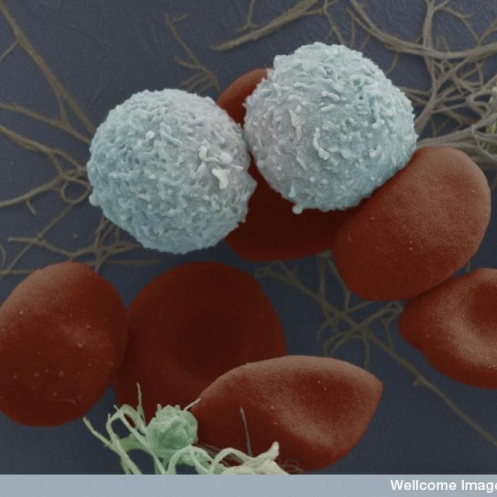 Le cellule staminali del sangue