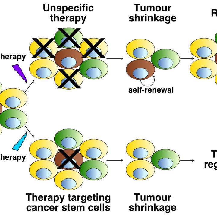 Cellule staminali tumorali e terapia; Image credit: Prof Benjamin Beck