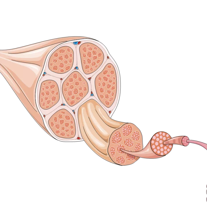 La dystrophie musculaire: comment les cellules souches pourraient-elles aider?