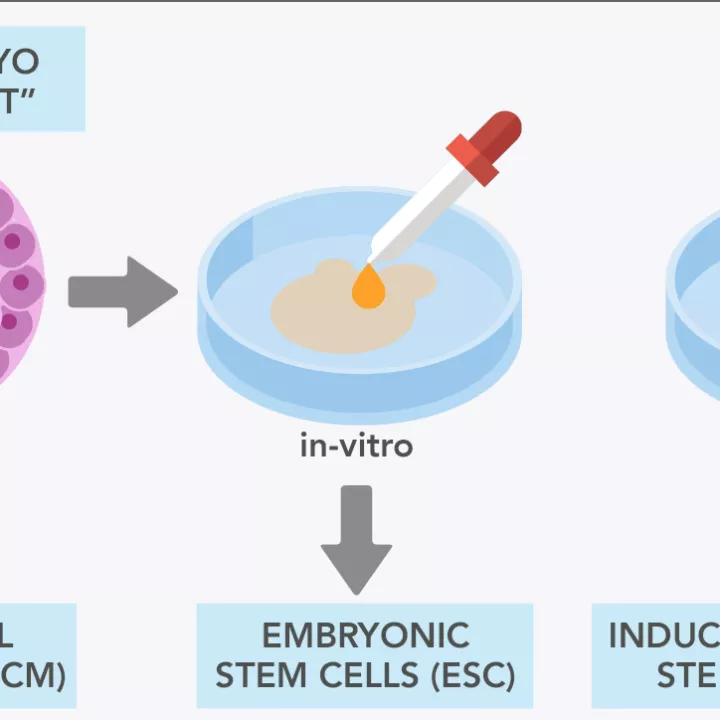 fertility and reproduction