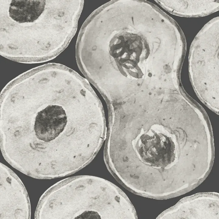 Cells dividing 