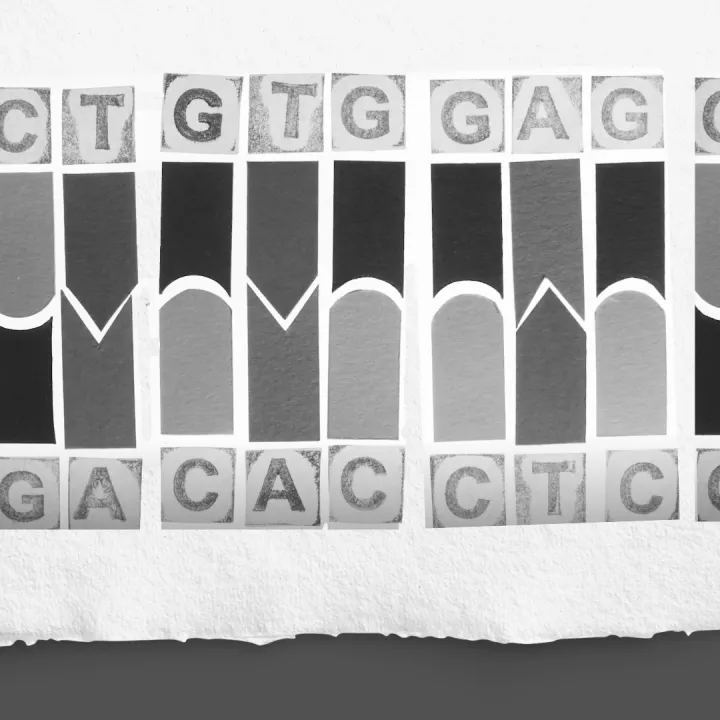 DNA base pairs 