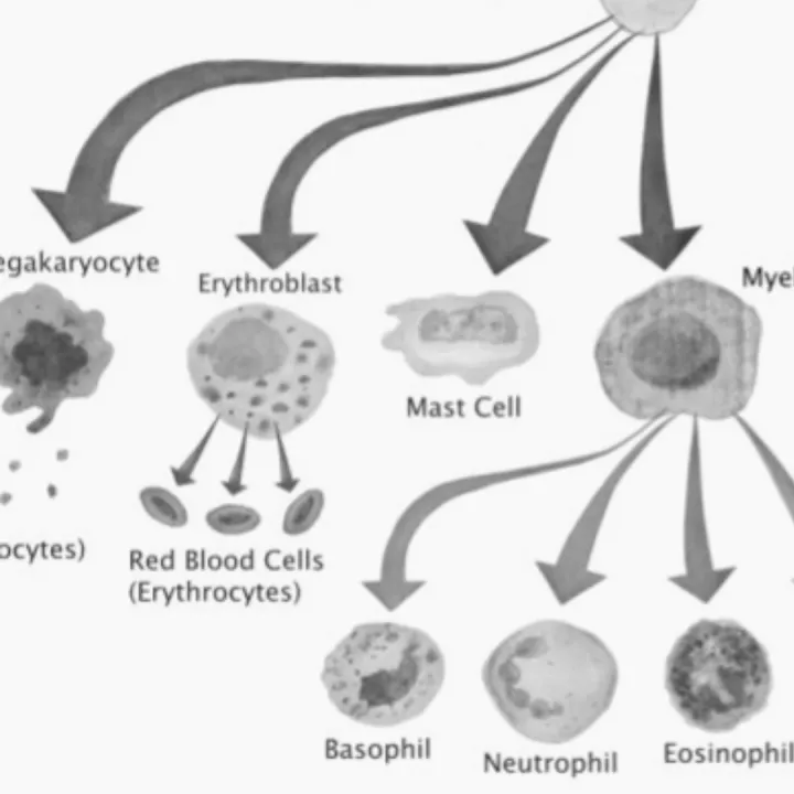 Diagram showing stem cell differentiation and renewal