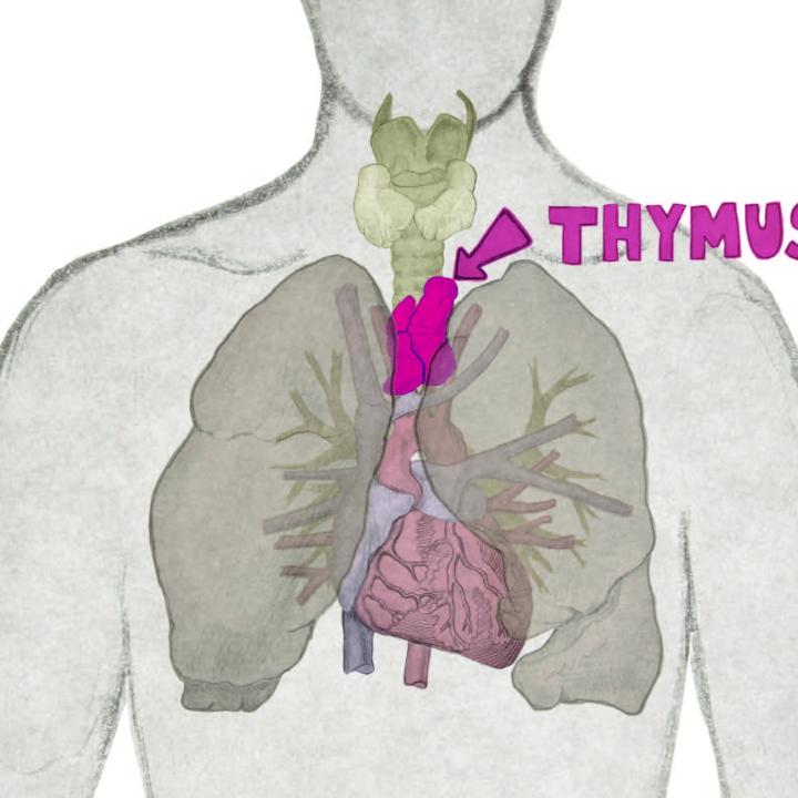 The image shows the location of the thymus in the human body. The thymus is located within the chest cavity, behind the breastbone and between the lungs.