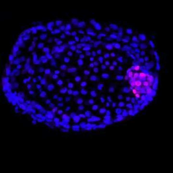 Fluorescence microscopy image of embryonic stem cells