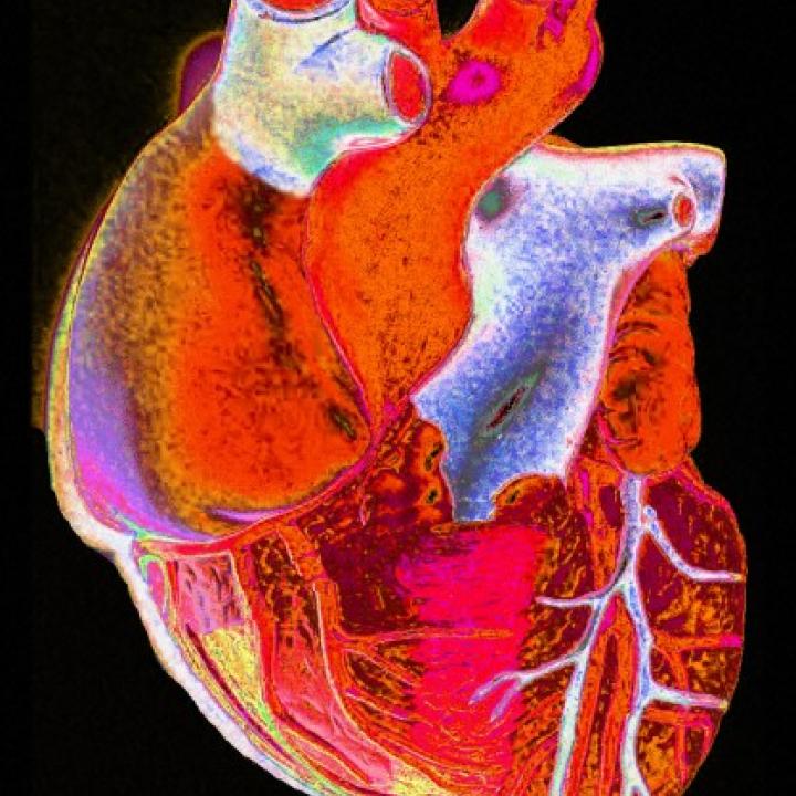 Das Herz: Unser erstes Organ