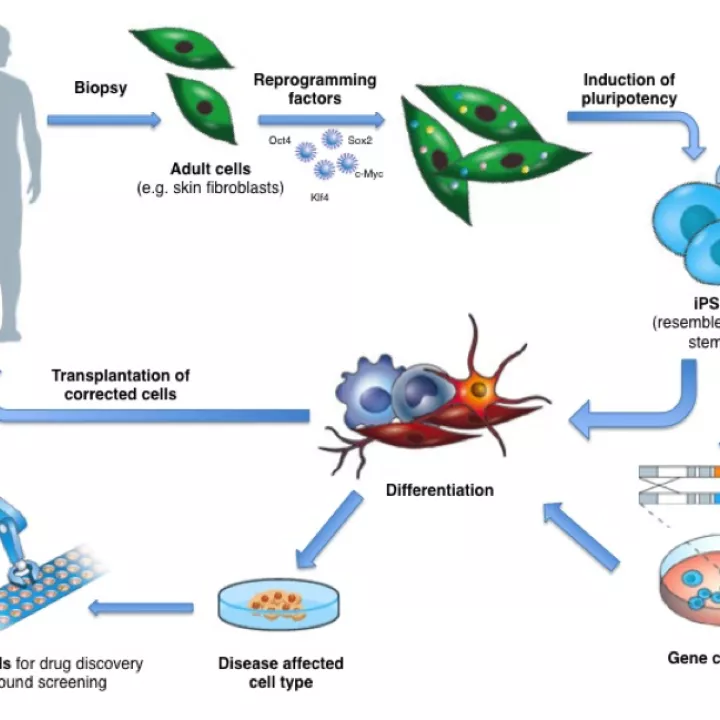 Diagram showingthe derivation and applications of iPS cells