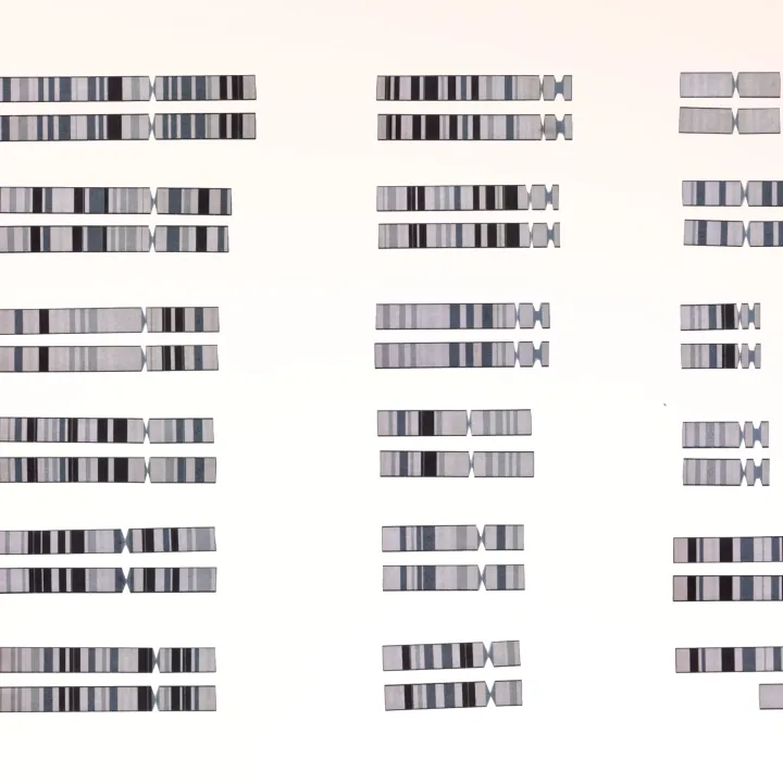 Chromosomes