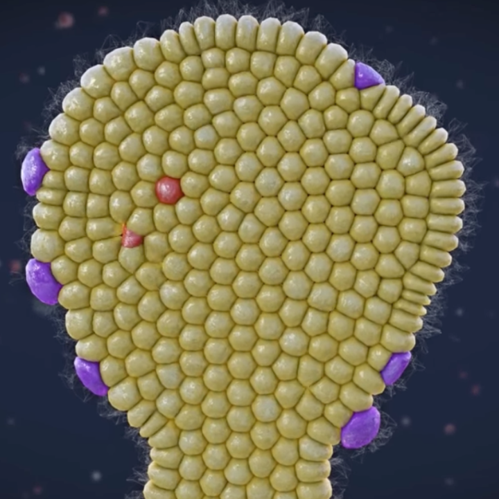 Screenshot of beta cells video