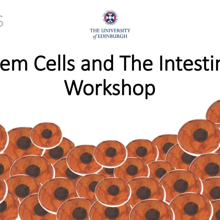 Stem cells and the intestine lesson