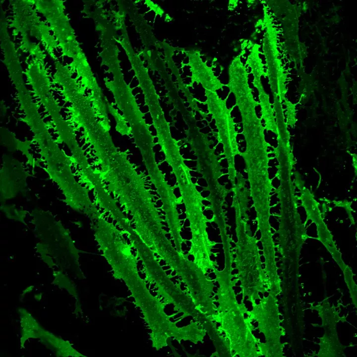Cell Basics teaser image