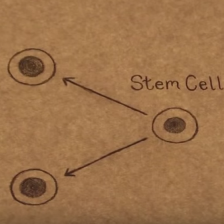 Stem Cell Futures teaser