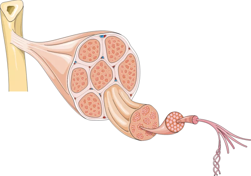 Muscle diagram