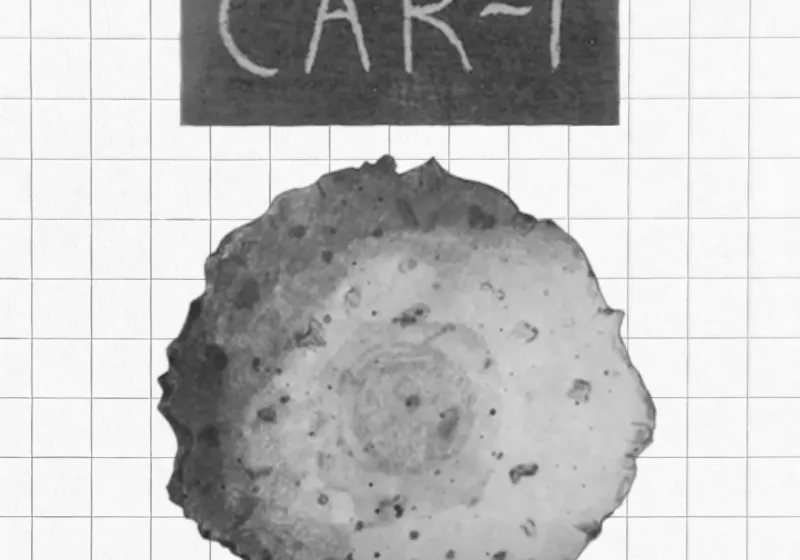 T Cell 