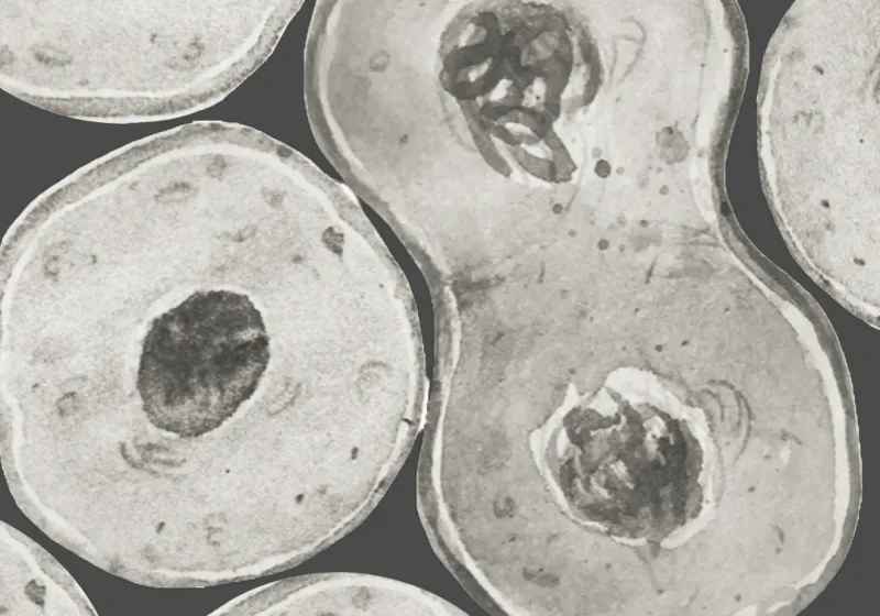 Diagram showingthe derivation and applications of iPS cells