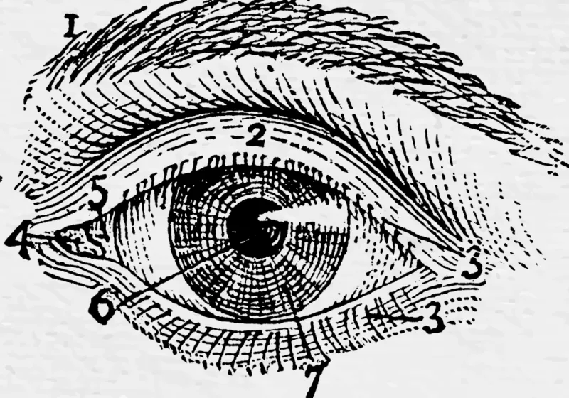 Limbal stem cells in the human cornea