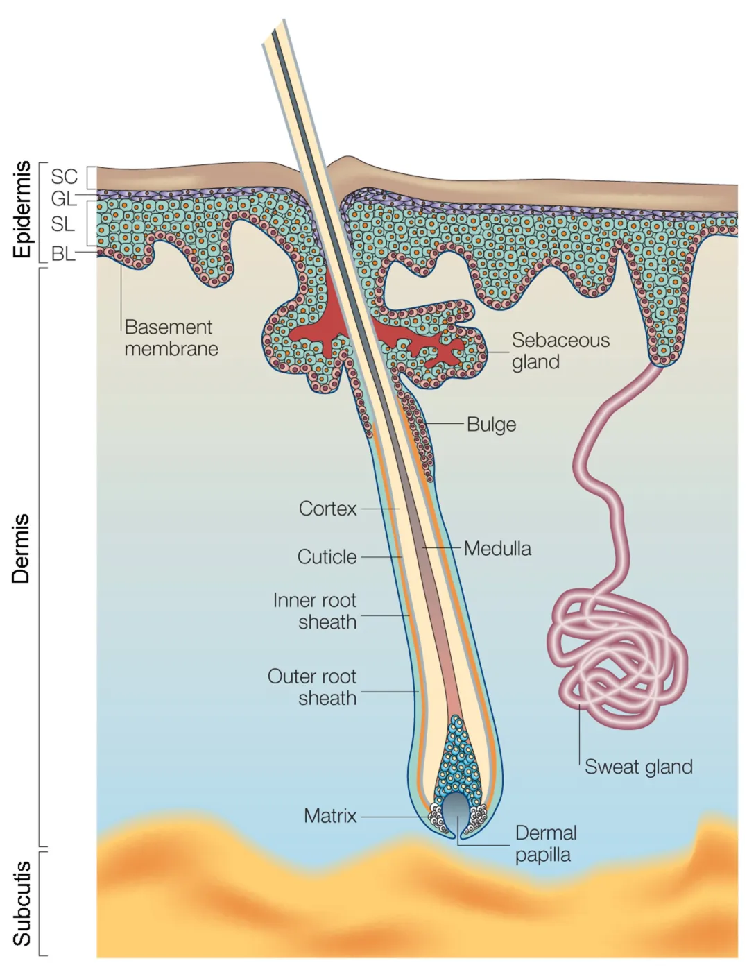 Illustration showing layers of the skin